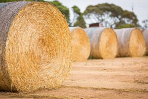 silage wrap forage management	